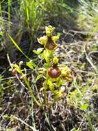Image of Ophrys speculum subsp. lusitanica O. Danesch & E. Danesch