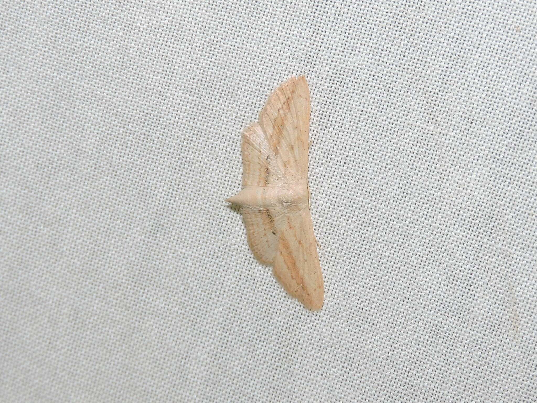 Image of Scopula emissaria Walker 1861