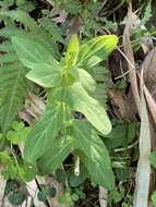 Image of Hypericum sampsonii Hance