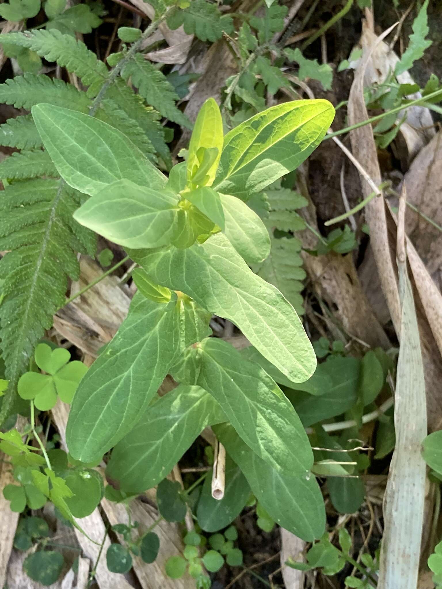 Image of Hypericum sampsonii Hance