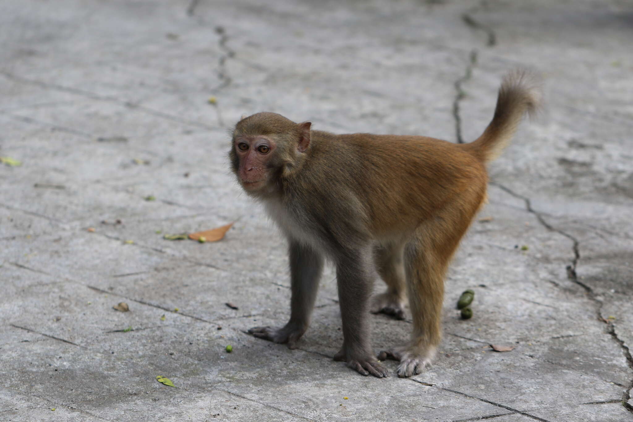 Image of Rhesus Monkey