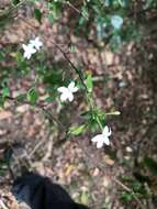 Image de Pseuderanthemum tenellum (Benth.) Radlk.