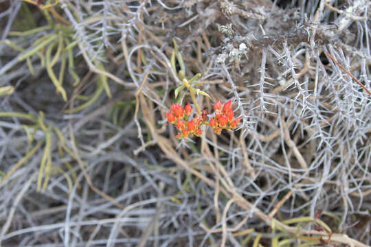 Image of Kalanchoe linearifolia Drake