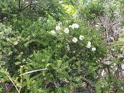 Image of Melaleuca howeana Cheel