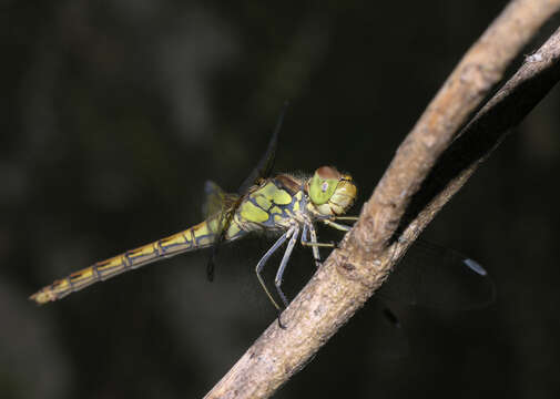 Image of <i>Sympetrum <i>striolatum</i></i> striolatum