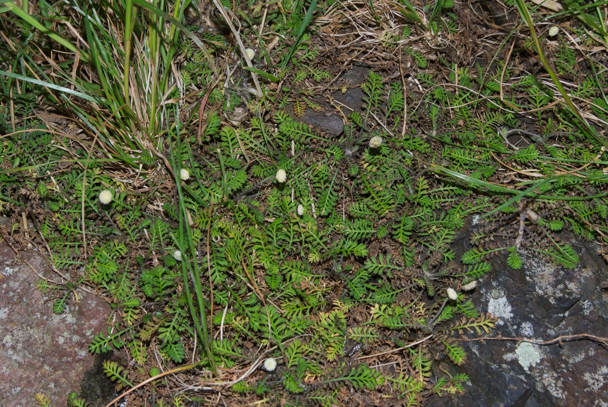 Image of Leptinella minor Hook. fil.