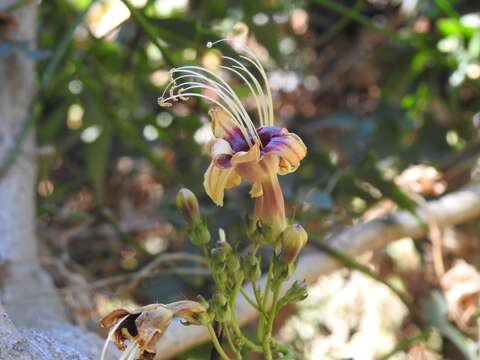 Image of Ipomoea neei (Spreng.) O'Donell