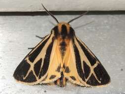 Image of Carlotta's Tiger Moth