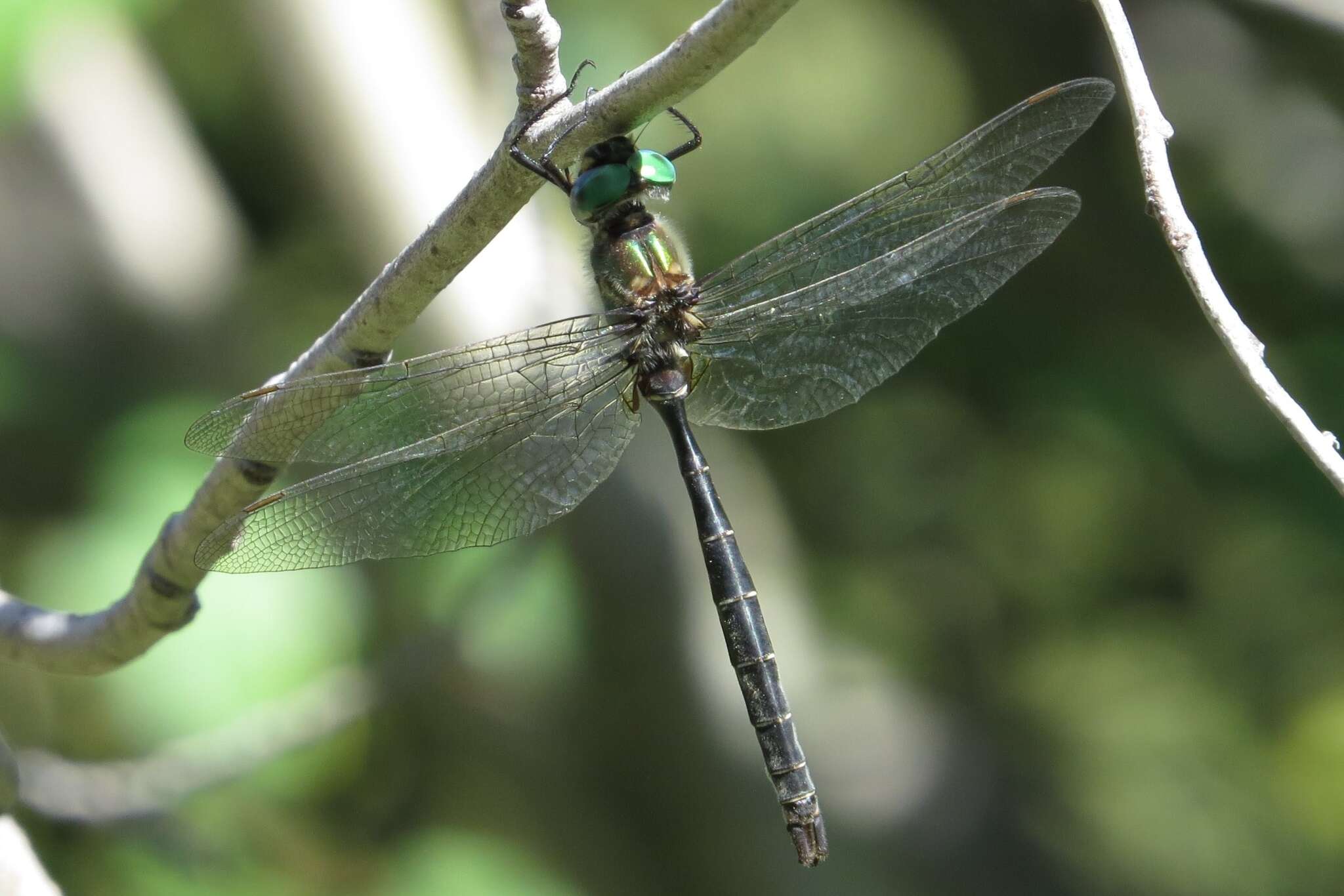 Image of Ringed Emerald