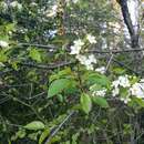 Image of Prunus pensylvanica var. pensylvanica