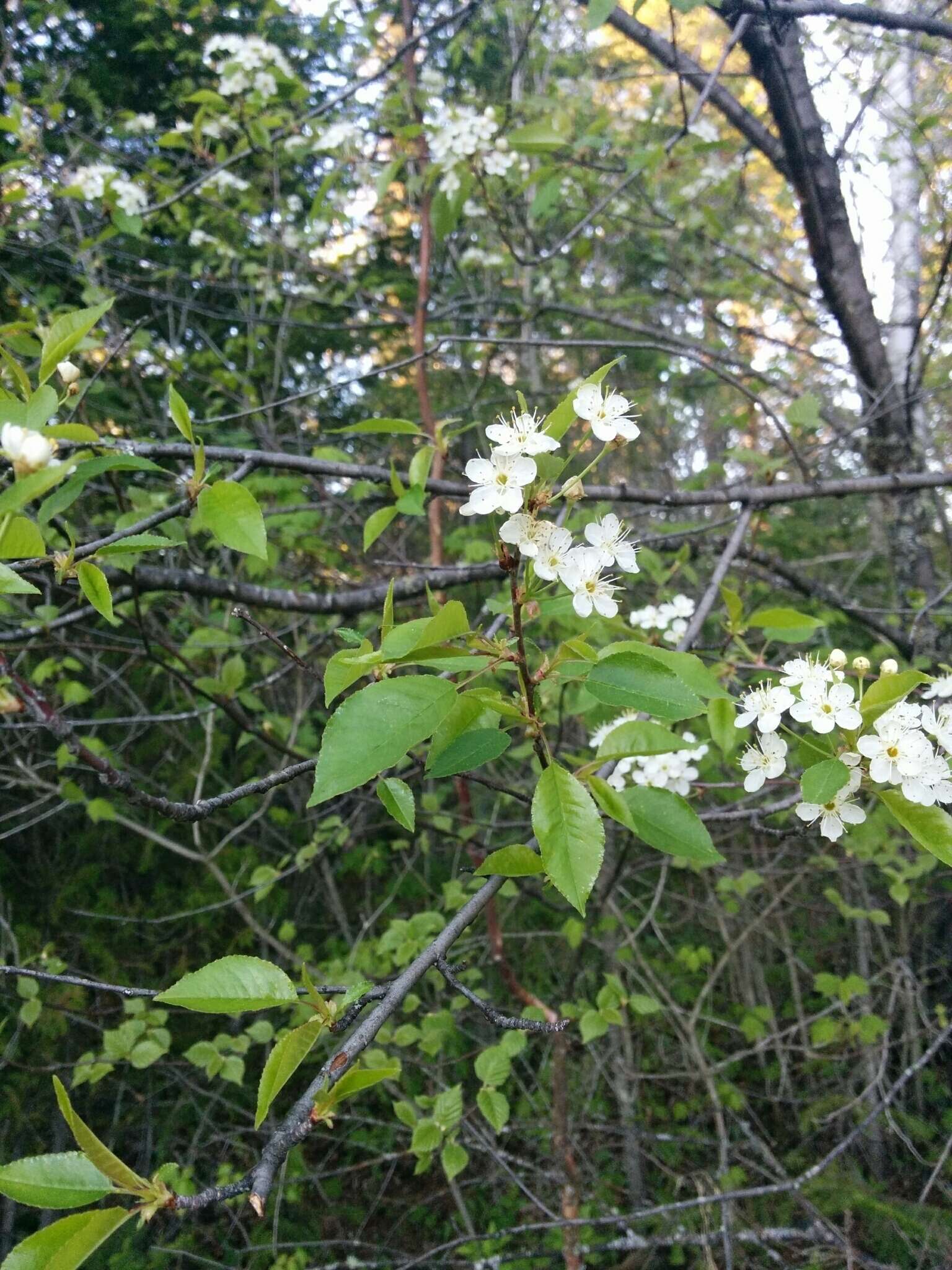 صورة Prunus pensylvanica var. pensylvanica