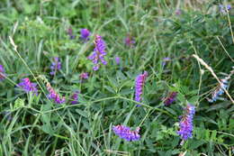 Image of Vicia amurensis Oett.