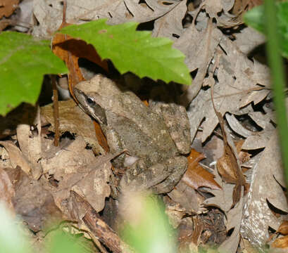 Image of Italian Stream Frog