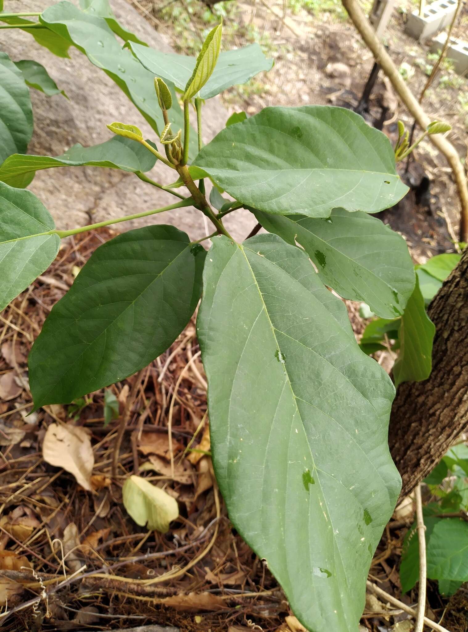 Image of Gum Tragacanth