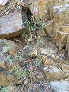 Image of Kern Canyon clarkia