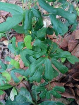 Image of twolobe passionflower