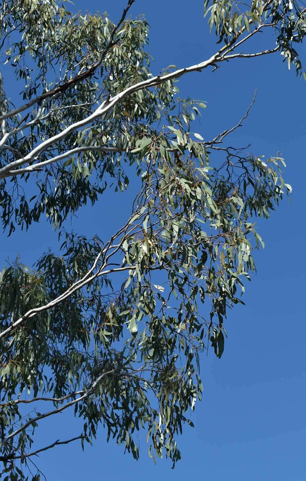 Image of Eucalyptus cambageana Maiden