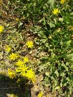 Image of <i>Grindelia <i>stricta</i></i> var. stricta