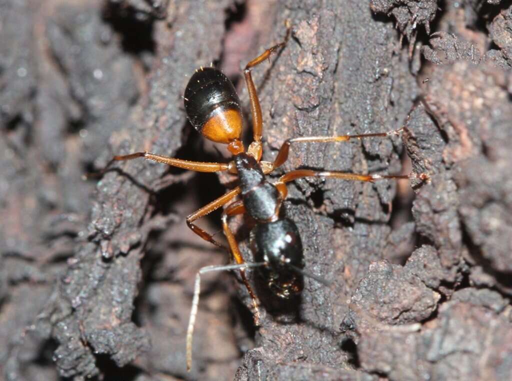 Plancia ëd Camponotus consobrinus (Erichson 1842)