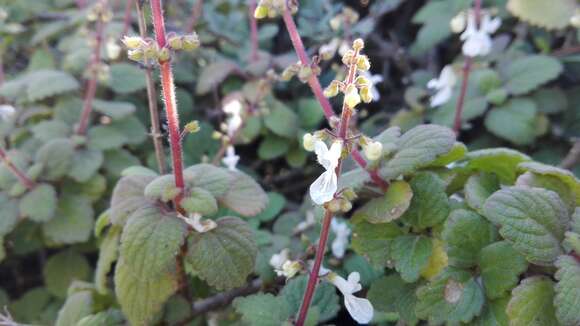 Image of Plectranthus madagascariensis (Pers.) Benth.