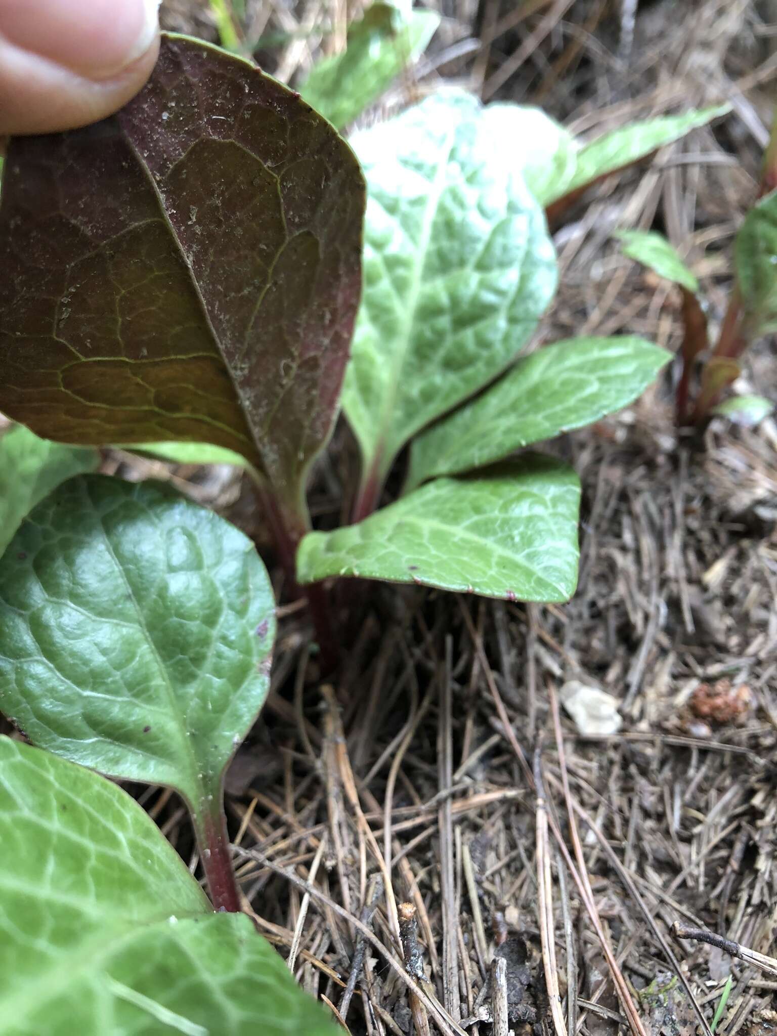 Image of Pyrola japonica Klenze ex Alef.