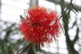 Image of Melaleuca fulgens R. Br.