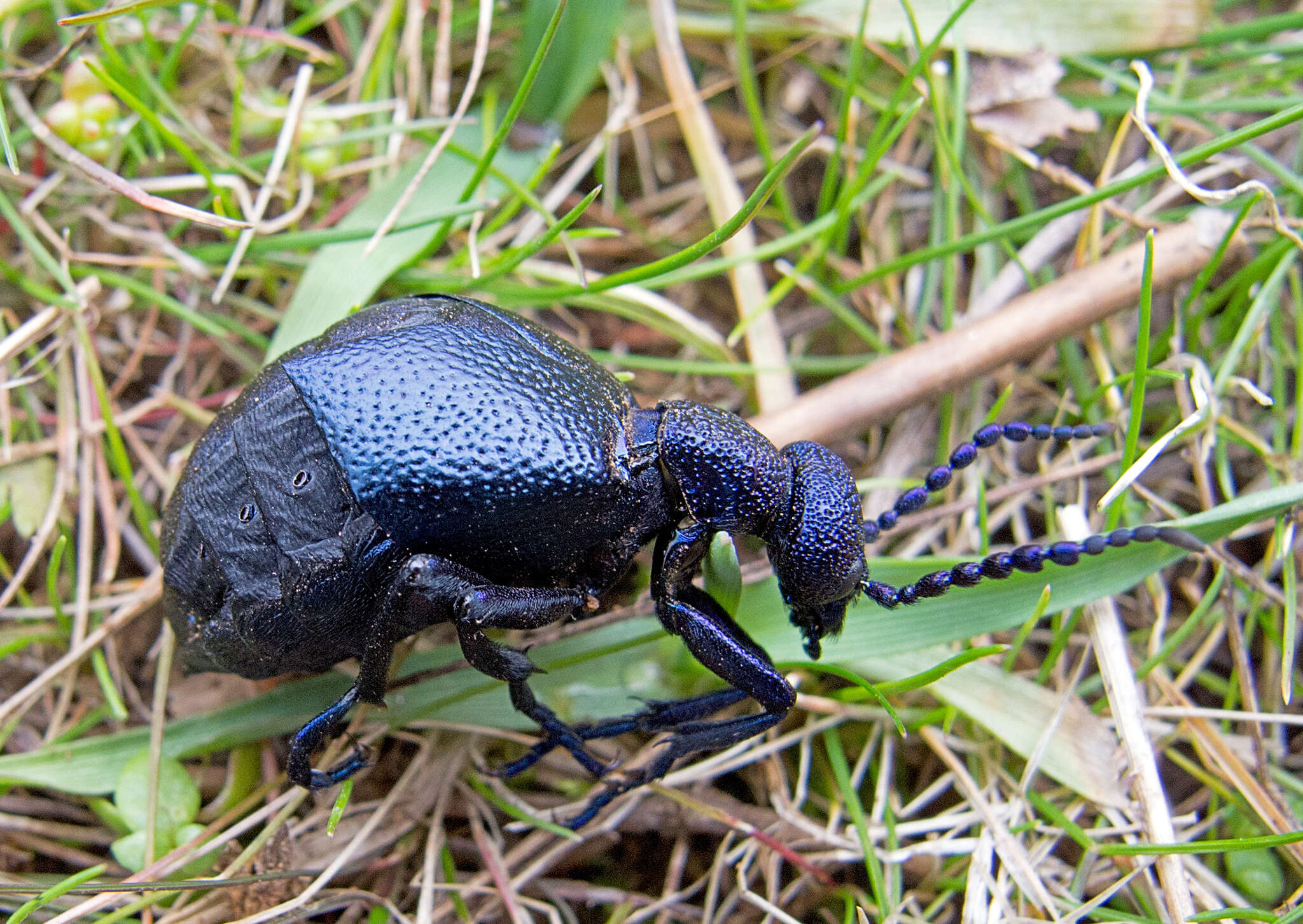 Image of Meloe proscarabaeus Linnaeus 1758