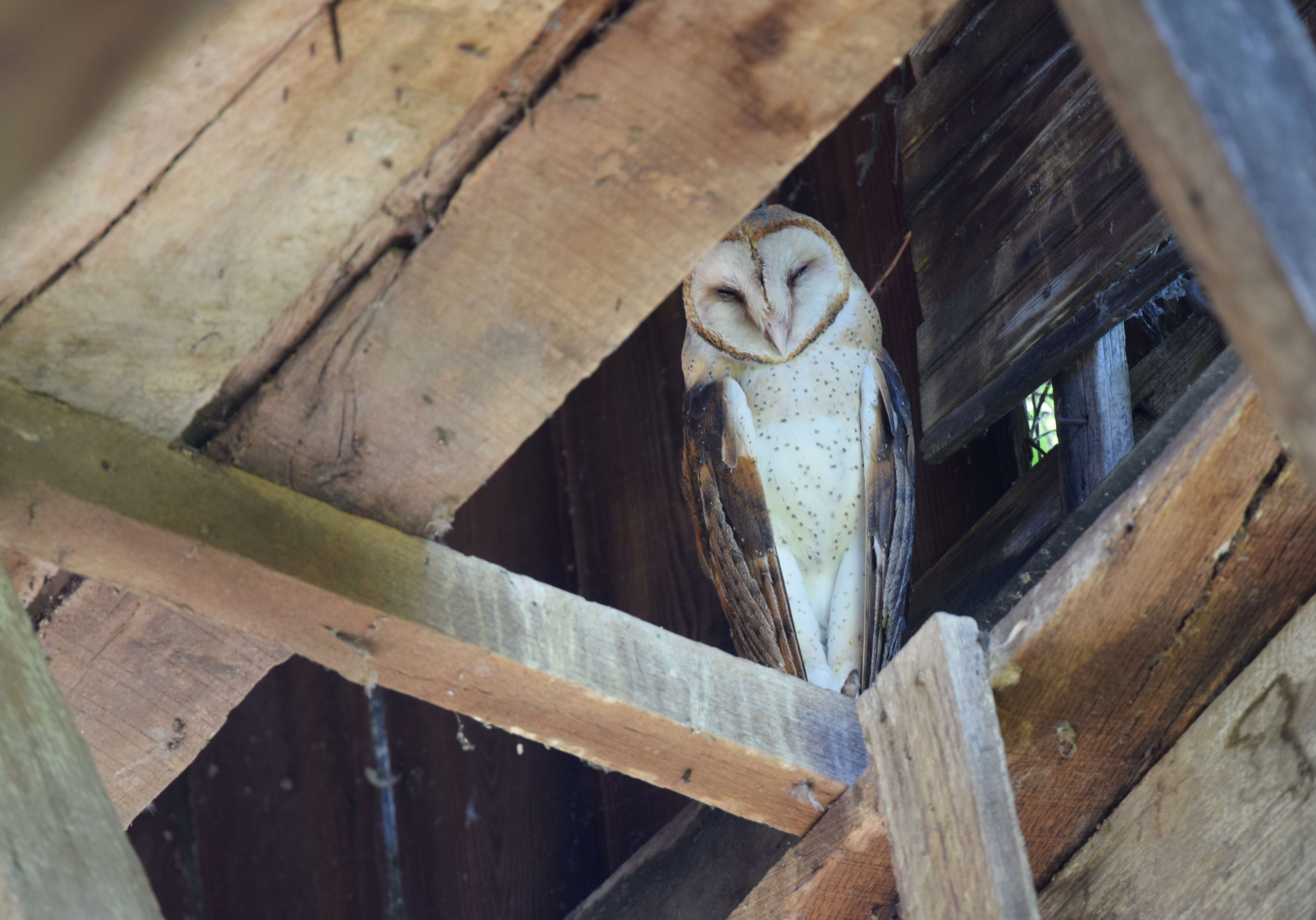 Image of American Barn Owl