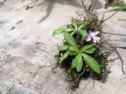 Image of Stenoglottis zambesiaca Rolfe