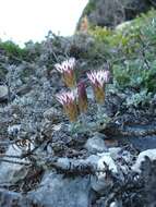 Image of Helichrysum retortum (L.) Willd.