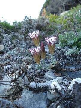 Sivun Helichrysum retortum (L.) Willd. kuva