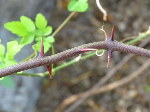 Image de Smilax spinosa Mill.