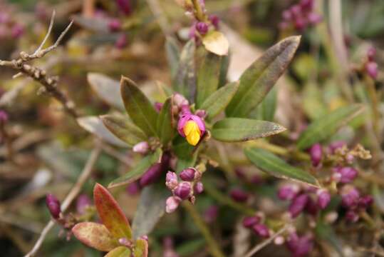 Image of shrubby milkwort