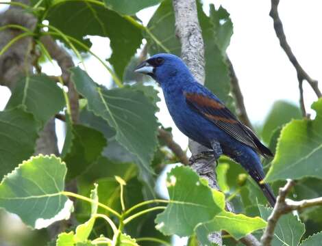 Image of Blue Grosbeak