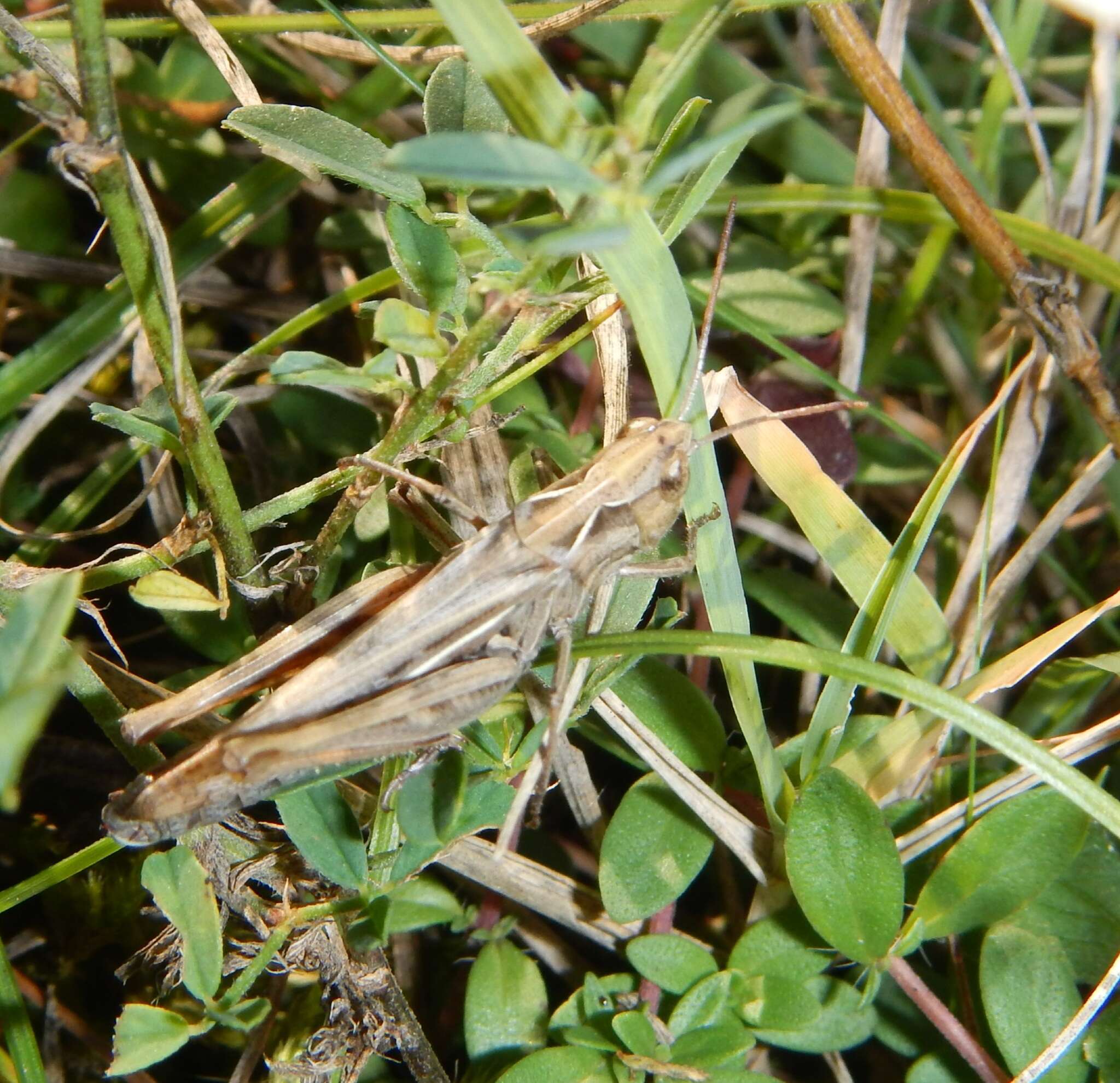 Plancia ëd Chorthippus (Glyptobothrus) mollis (Charpentier 1825)