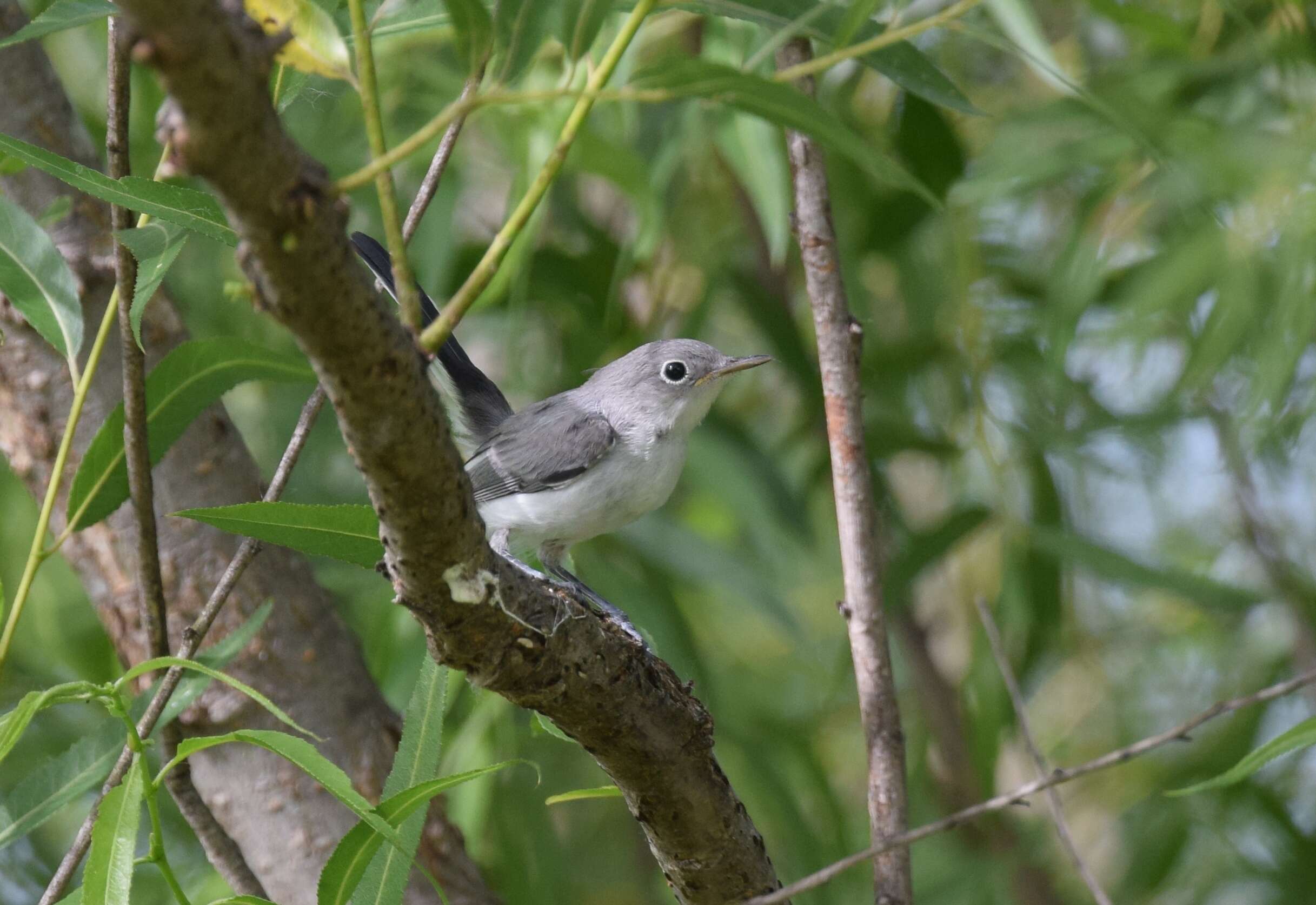 Image of gnatcatchers