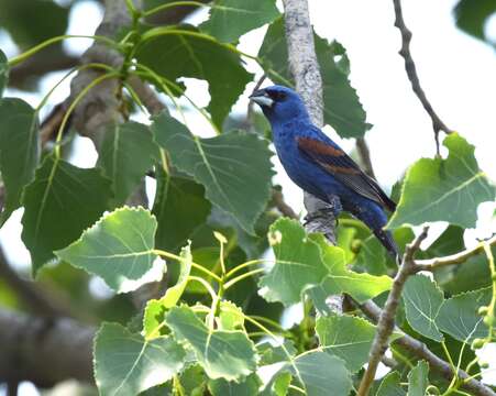 Image of Blue Grosbeak