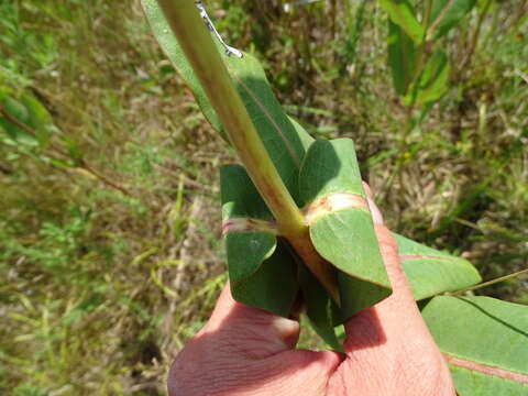 Image of prairie milkweed