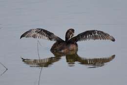 Image of Pied-billed Grebe