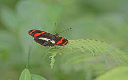 Image de Heliconius telesiphe Doubleday (1847)