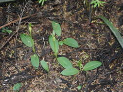 Imagem de Chiloglottis cornuta Hook. fil.