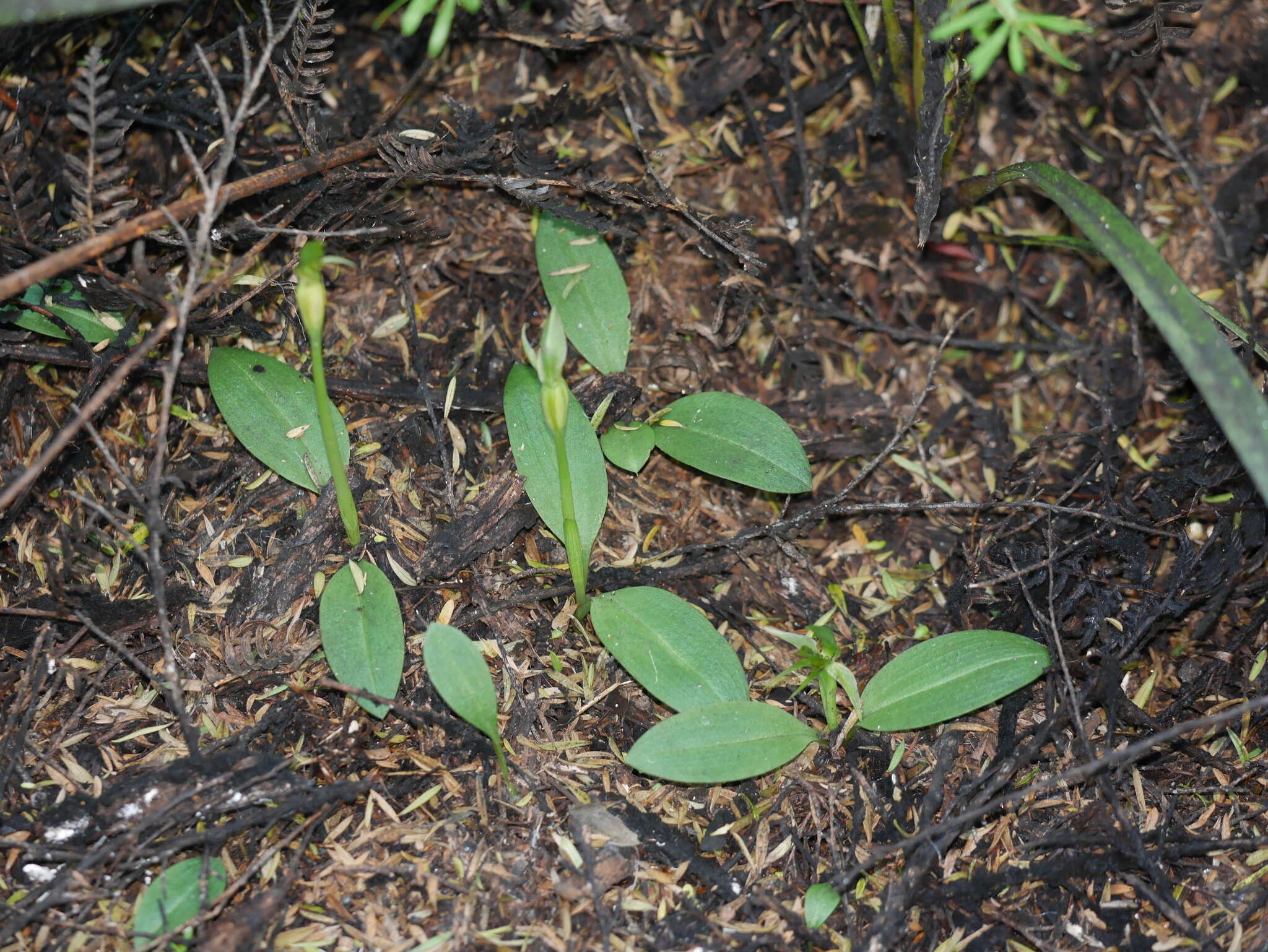 Chiloglottis cornuta Hook. fil. resmi