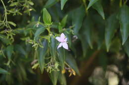 Plancia ëd Barleria observatrix J. Bosser & H. Heine