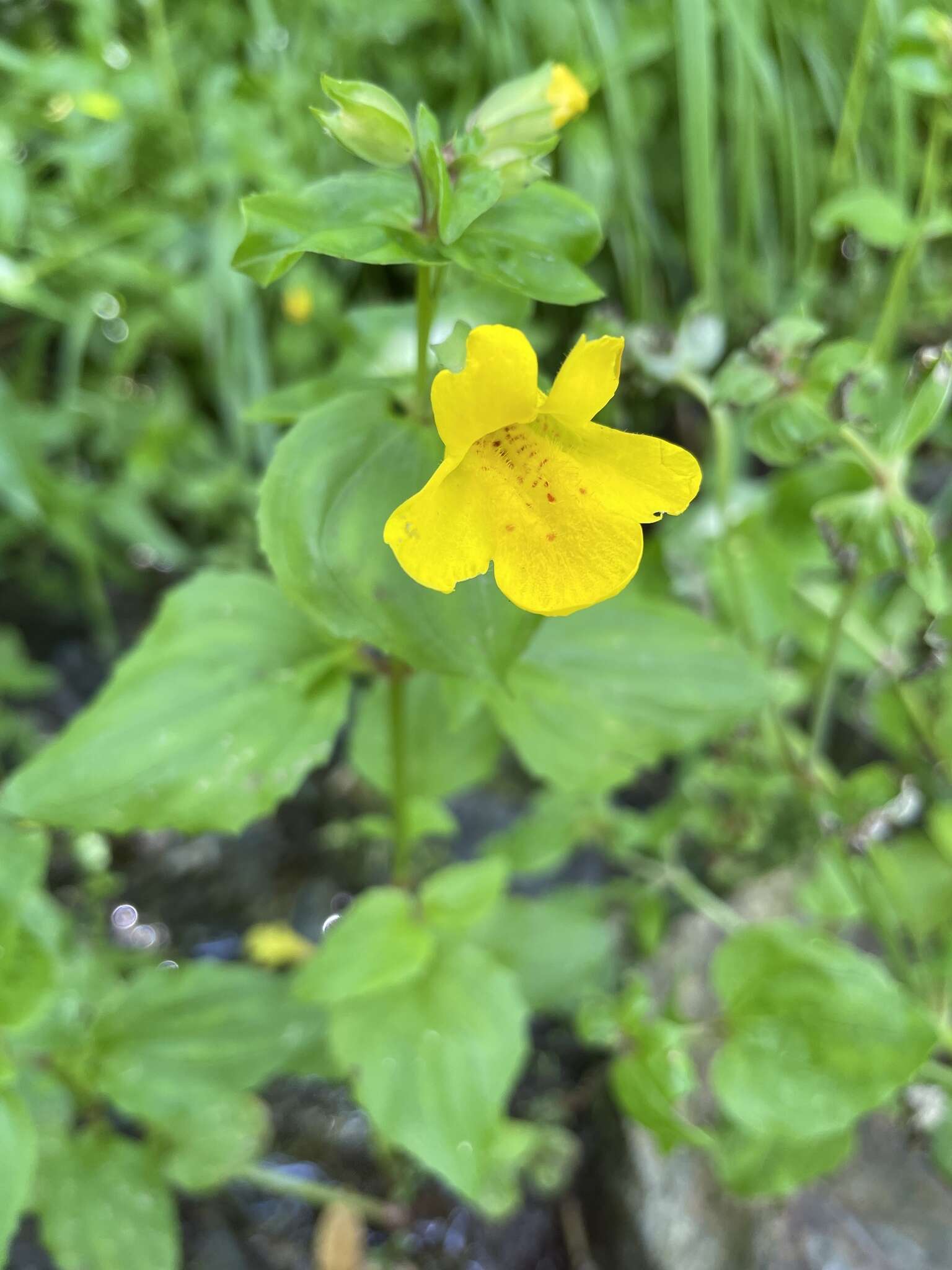 Plancia ëd Erythranthe decora (A. L. Grant) G. L. Nesom