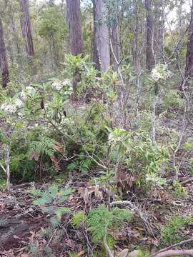 Image of Olearia viscosa (Labill.) Benth.