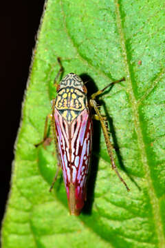 Image of Graphocephala edwardsii (Signoret 1855)