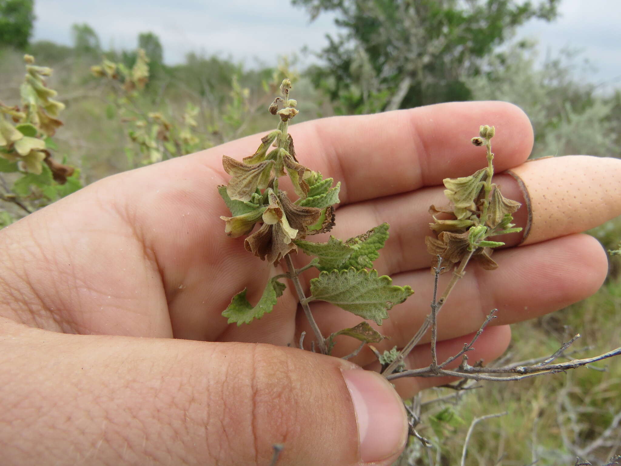 Image of shrubby blue sage