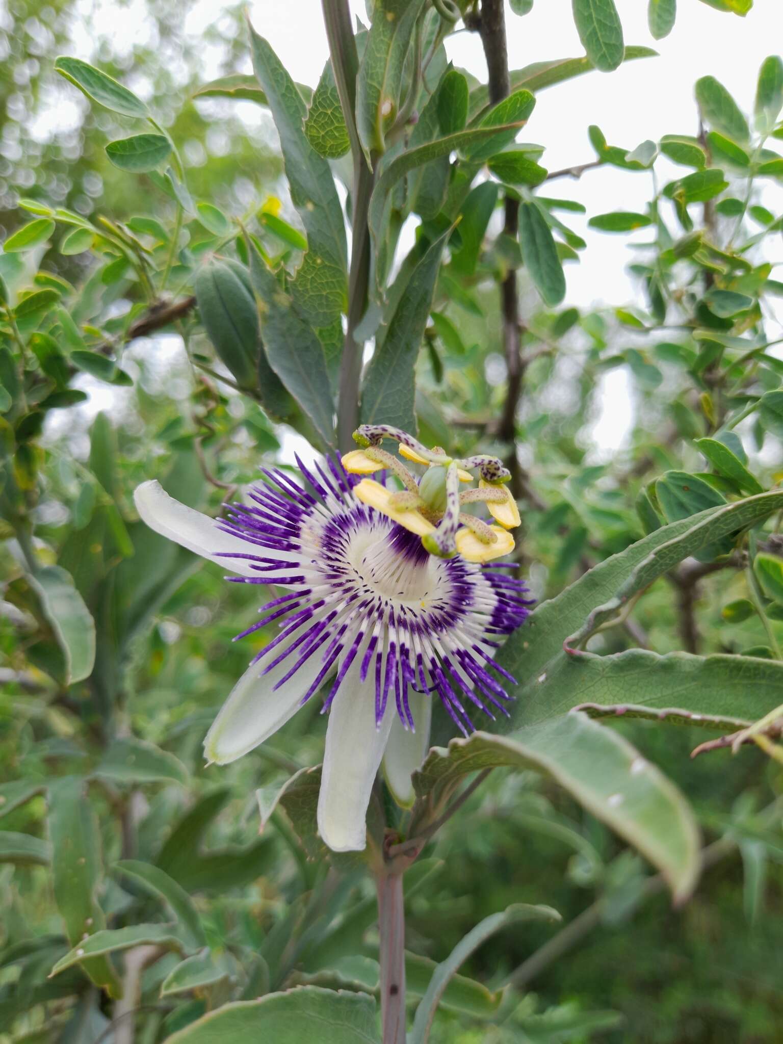 Passiflora mooreana Hook. resmi