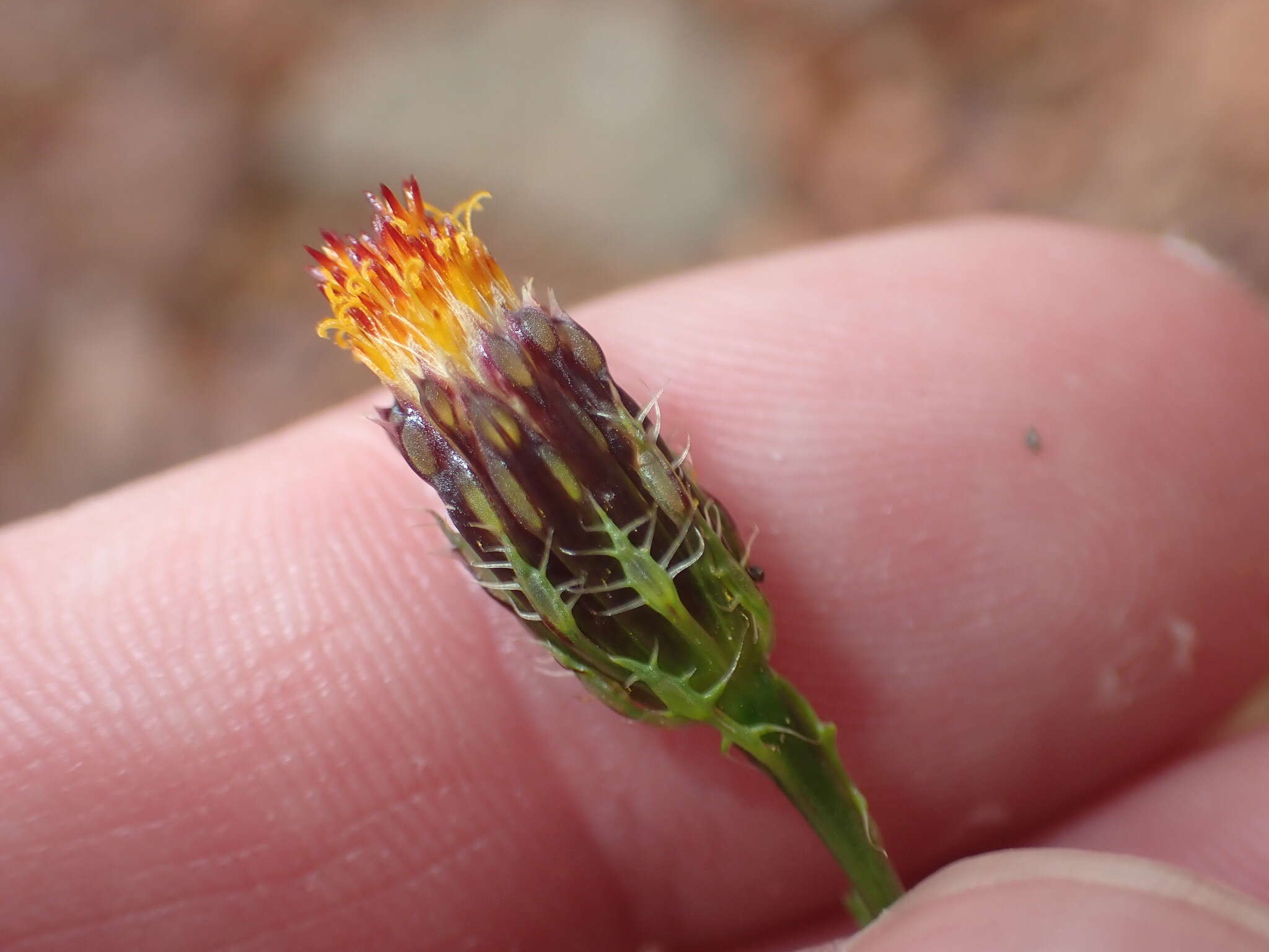 Image of poreleaf dogweed