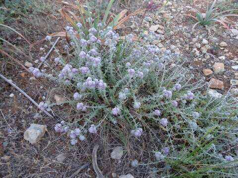 Image of Teucrium capitatum subsp. majoricum (Rouy) Nyman